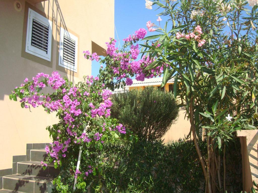 Apartments Mila Krimovica Rom bilde